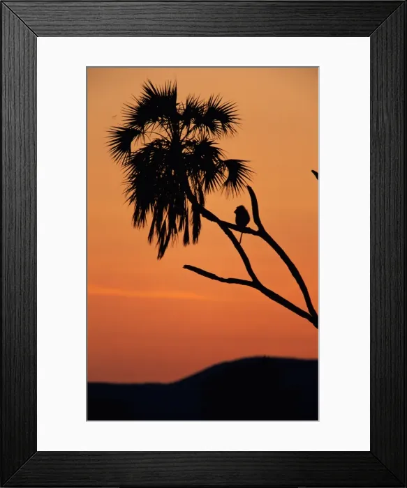 Framed Print : Silhouette of lone chacma baboon (Papio ursinus) in palm tree Framed Print : Silhouette of lone chacma baboon (Papio ursinus) in palm tree
