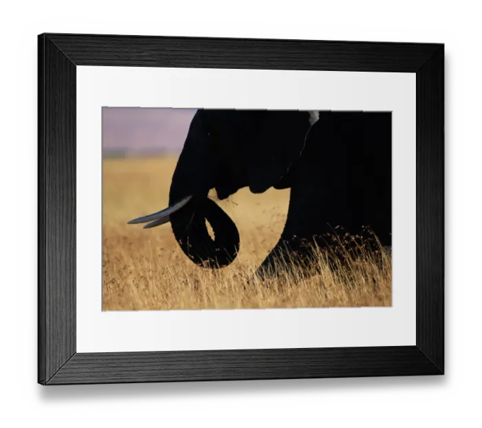 Framed Print : African elephant (Loxodonta africana) walking through grass Framed Print : African elephant (Loxodonta africana) walking through grass