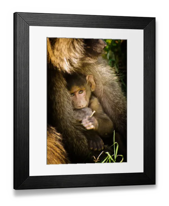 Framed Print : Young Baboon Framed Print : Young Baboon