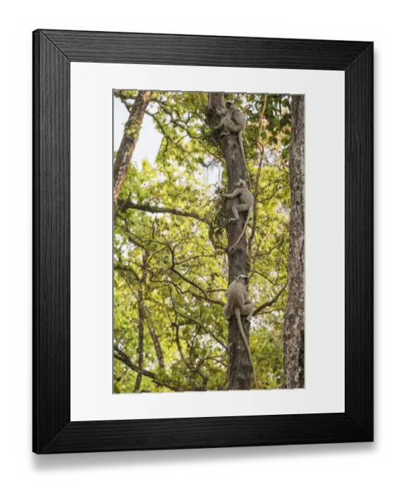 Framed Print : Black-faced langur, Chitwan National Park, Terai, Nepal Framed Print : Black-faced langur, Chitwan National Park, Terai, Nepal