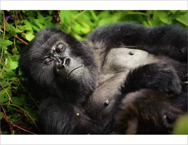 A sleepy mountain gorilla (Gorilla beringei beringei) lounging in the underbrush in Volcanoes National Park, Rwanda