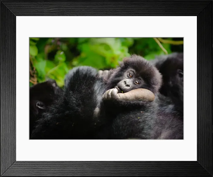 Framed Print : A young mountain gorilla (Gorilla beringei beringei) resting his head on the foot of a family member in Volcanoes National Park, Rwanda Framed Print : A young mountain gorilla (Gorilla beringei beringei) resting his head on the foot of a family member in Volcanoes National Park, Rwanda