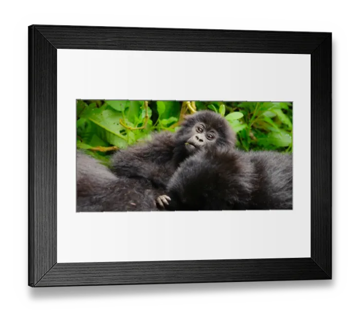 Framed Print : A curious young mountain gorilla (Gorilla beringei beringei) checking out the tourists under the protection of family members in Volcanoes National Park, Rwanda Framed Print : A curious young mountain gorilla (Gorilla beringei beringei) checking out the tourists under the protection of family members in Volcanoes National Park, Rwanda