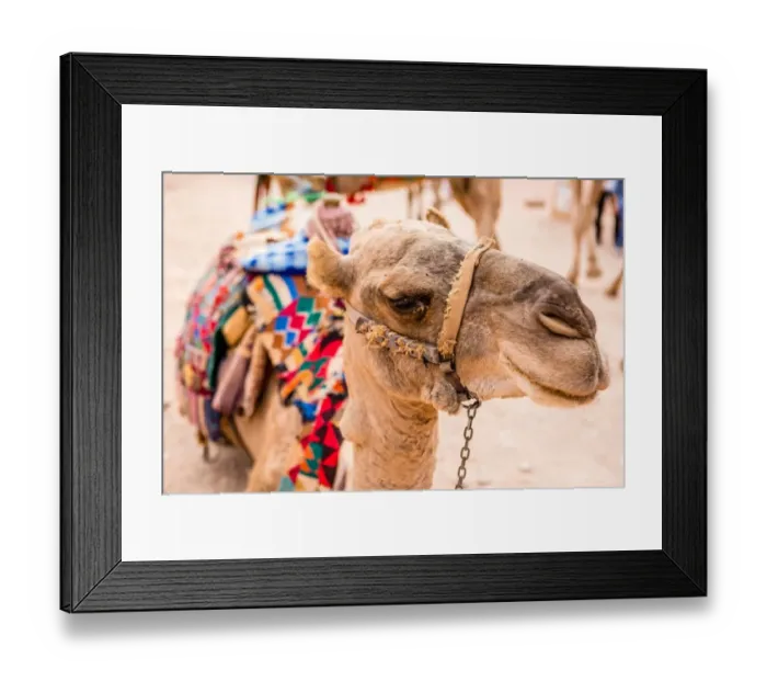 Framed Print : Jordanian Bedouin Camels Framed Print : Jordanian Bedouin Camels