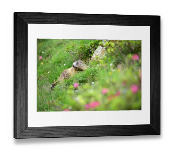 Framed Print : Curious Marmot in the Dolomites Framed Print : Curious Marmot in the Dolomites