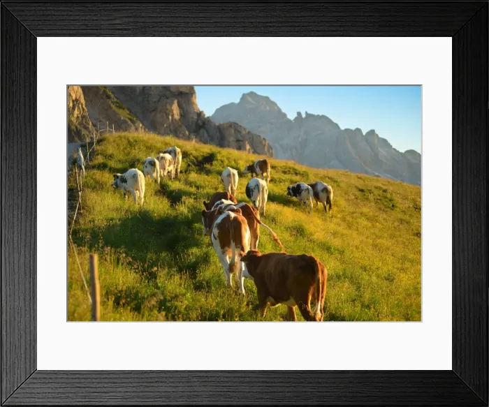 Framed Print : Cow Pasture in the Dolomites Framed Print : Cow Pasture in the Dolomites