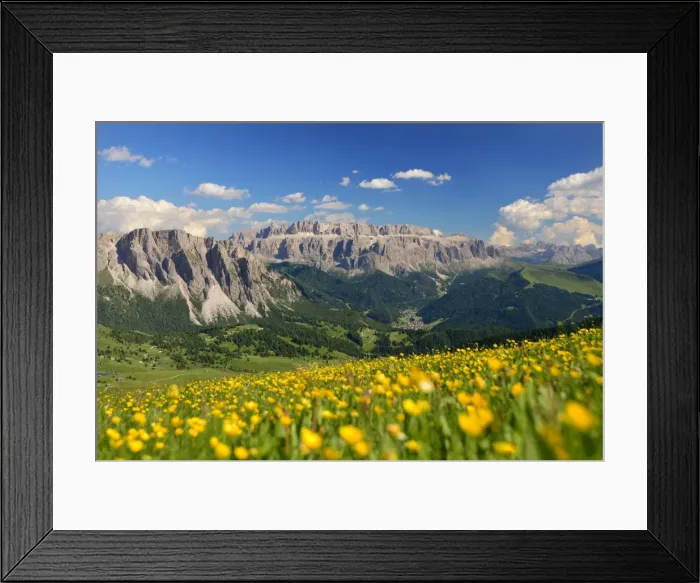 Framed Print : Gruppo Sella with a flowery foreground, Dolomites