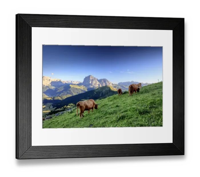 Framed Print : Dolomites Cows Framed Print : Dolomites Cows