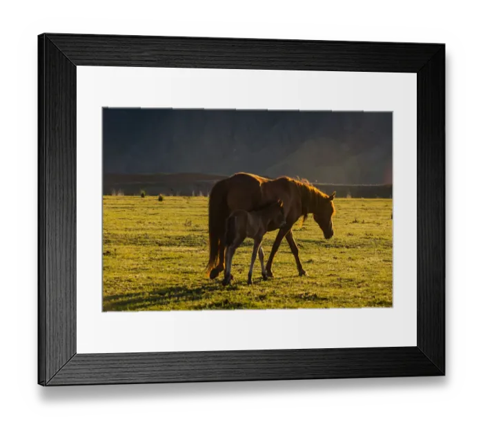 Framed Print : horse Framed Print : horse