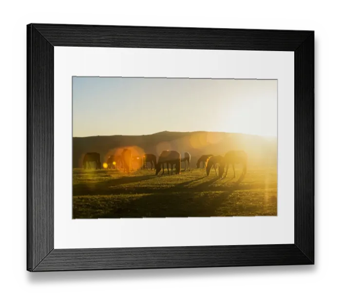 Framed Print : horse Framed Print : horse