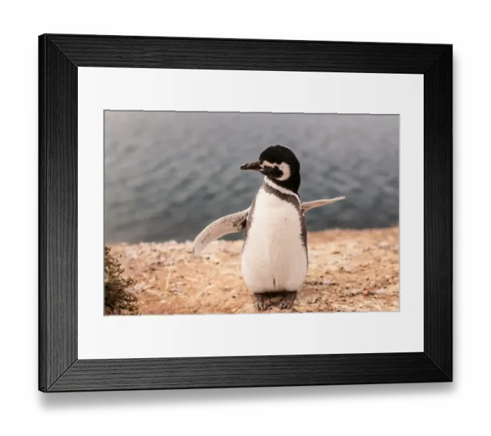 Framed Print : Penguin in Peninsula ValdA s, Patagonia Argentina Framed Print : Penguin in Peninsula ValdA s, Patagonia Argentina