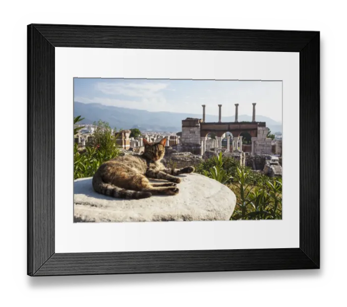Framed Print : A cat lays in the sun on a rock at the ruins of Saint Johns Basilica and the tomb of Saint John Framed Print : A cat lays in the sun on a rock at the ruins of Saint Johns Basilica and the tomb of Saint John
