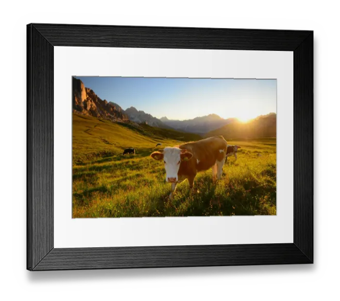 Framed Print : Cow staring at the camera, Dolomites Framed Print : Cow staring at the camera, Dolomites