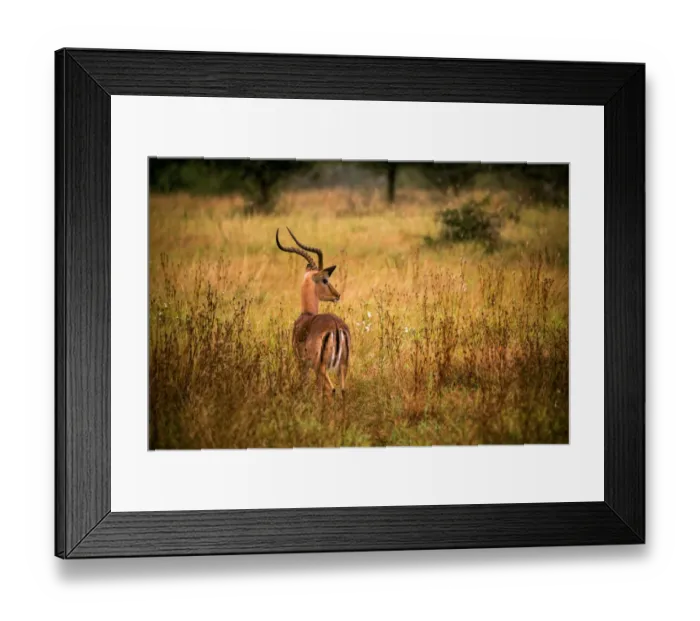 Framed Print : View of a Male Impala with Lyre-Shaped Horns, White Tail and Several Black Markings, Kruger National Park, South Africa Framed Print : View of a Male Impala with Lyre-Shaped Horns, White Tail and Several Black Markings, Kruger National Park, South Africa