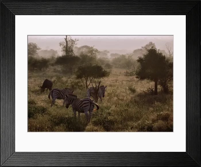 Framed Print : Misty Morning With the Zebras & Wildebeest, Kruger National Park, South Africa Framed Print : Misty Morning With the Zebras & Wildebeest, Kruger National Park, South Africa