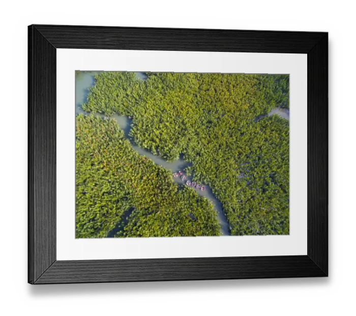 Framed Print : Tourist sit on circle boat to visit water palm (nipa) forest in Hoian Framed Print : Tourist sit on circle boat to visit water palm (nipa) forest in Hoian
