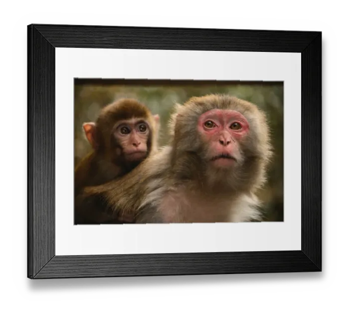 Framed Print : Zhangjiajie monkeys