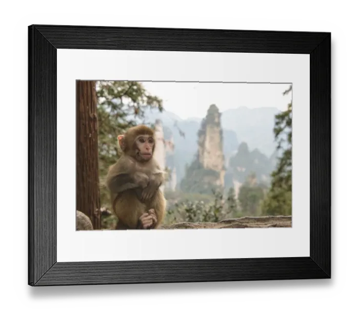 Framed Print : Zhangjiajie baby monkey Framed Print : Zhangjiajie baby monkey