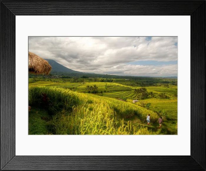 Framed Print : Jatiluwih rice fields, Bali