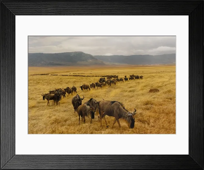 Framed Print : Wildebeest walking Framed Print : Wildebeest walking