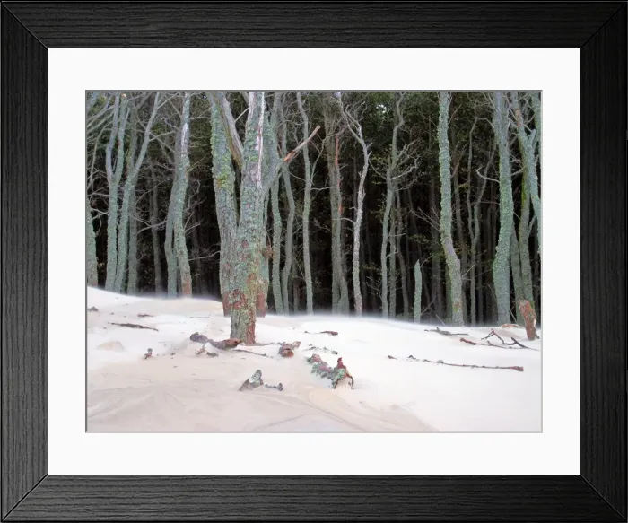 Framed Print : Dying forest Framed Print : Dying forest