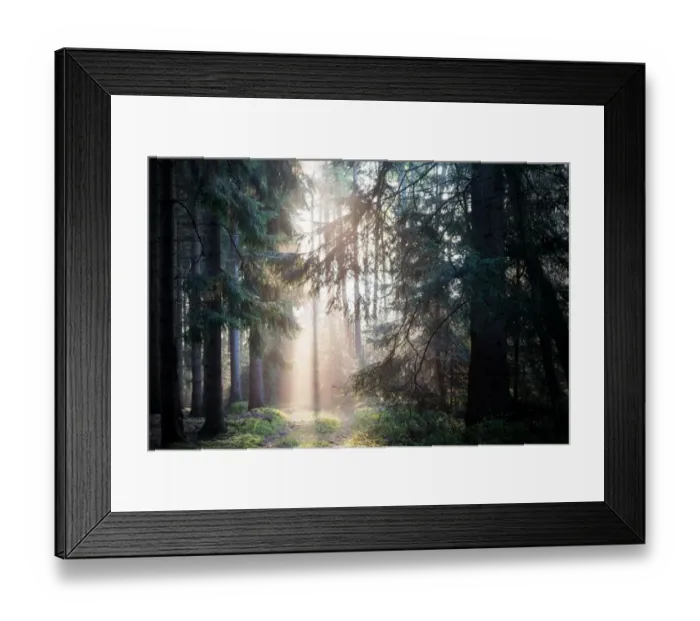 Framed Print : Rays of light in forest