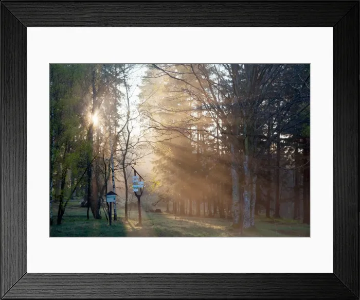 Framed Print : Rays of light bursting through trees Framed Print : Rays of light bursting through trees
