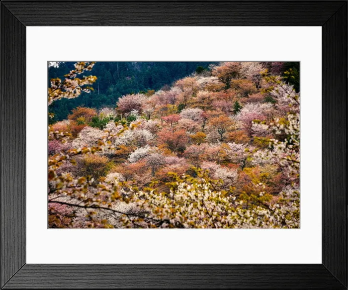 Framed Print : Thousand Cherry Blossom Trees on Mt. Yoshino