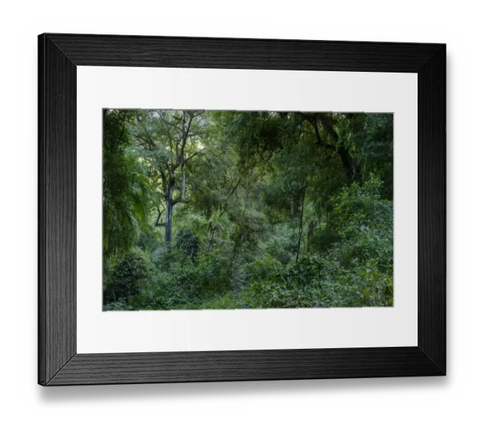 Framed Print : Batoka Gorge forests. Victoria Falls. Zambia Framed Print : Batoka Gorge forests. Victoria Falls. Zambia
