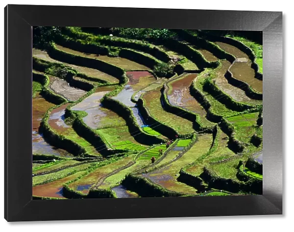 Rice terrace Philippines