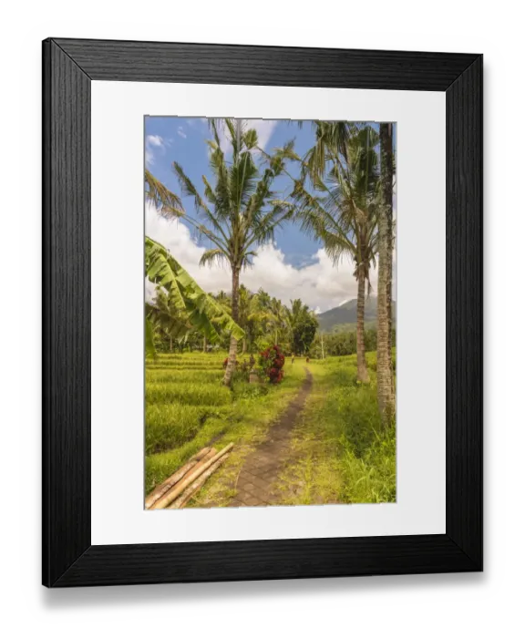 Framed Print : Paddy field at Jatiluwih Rice Terrace. Bali Framed Print : Paddy field at Jatiluwih Rice Terrace. Bali