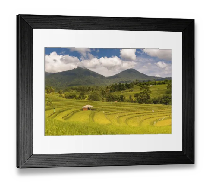 Framed Print : Paddy field at Jatiluwih Rice Terrace. Bali Framed Print : Paddy field at Jatiluwih Rice Terrace. Bali