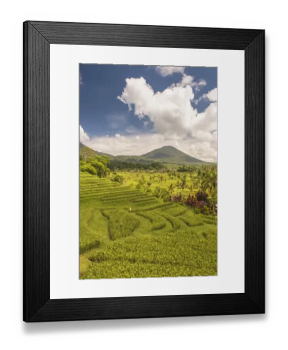 Framed Print : Paddy field at Jatiluwih Rice Terrace. Bali Framed Print : Paddy field at Jatiluwih Rice Terrace. Bali
