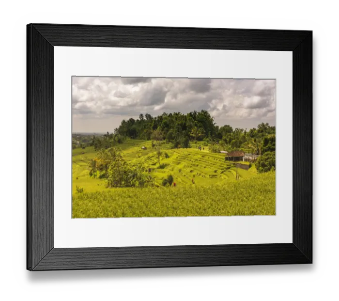 Framed Print : Paddy field at Jatiluwih Rice Terrace. Bali Framed Print : Paddy field at Jatiluwih Rice Terrace. Bali