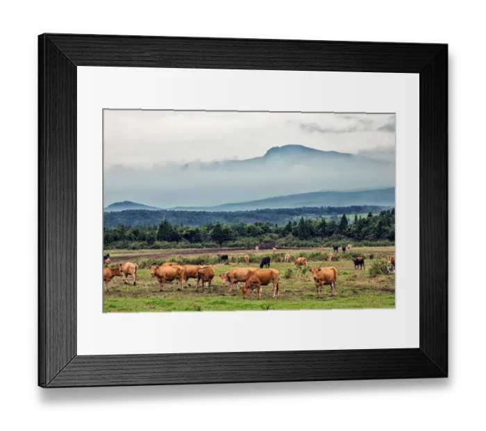 Framed Print : Cows Grazing under Mt. Hallasan, Jeju Island Framed Print : Cows Grazing under Mt. Hallasan, Jeju Island