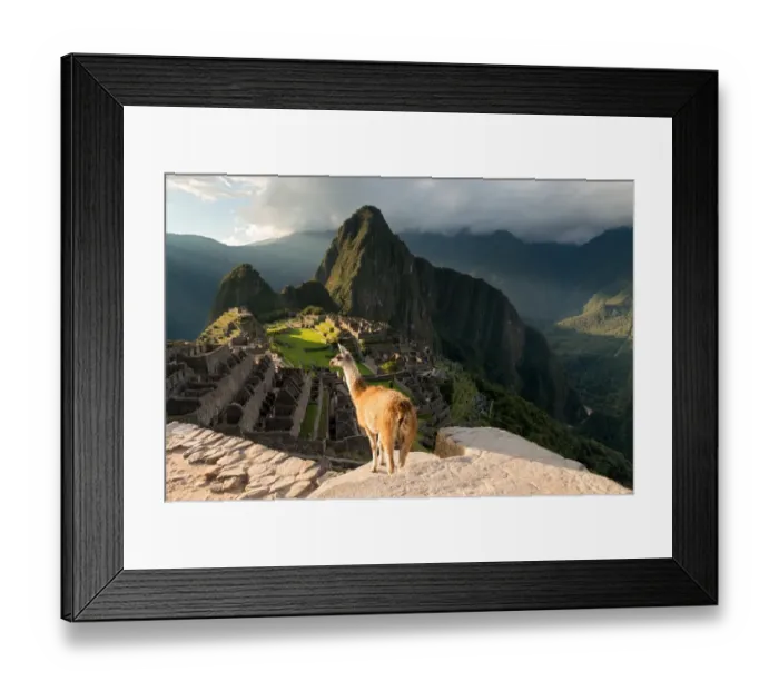 Framed Print : Lama enjoying sunset in Machu Picchu inca ruins