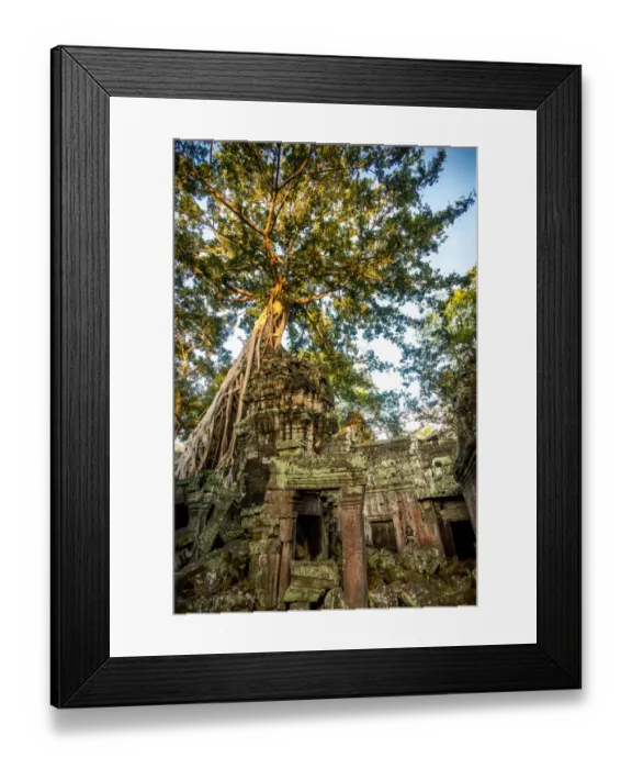 Framed Print : A banyan tree overtakes a building at the Ta Prohm temple in the Angkor Wat Complex located in Cambodia Framed Print : A banyan tree overtakes a building at the Ta Prohm temple in the Angkor Wat Complex located in Cambodia