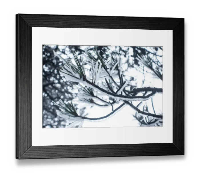 Framed Print : frozen pine, Mt. huangshan, Anhui, China Framed Print : frozen pine, Mt. huangshan, Anhui, China
