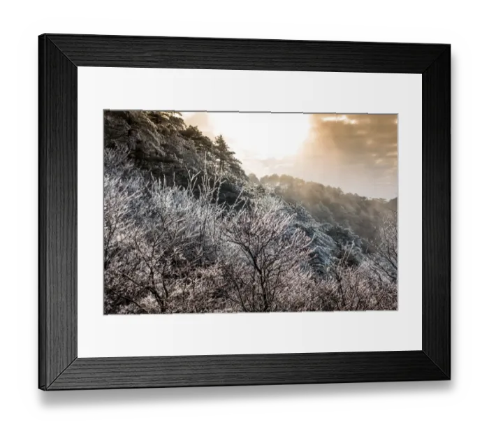Framed Print : frozen pine, Mt. huangshan, Anhui, China Framed Print : frozen pine, Mt. huangshan, Anhui, China