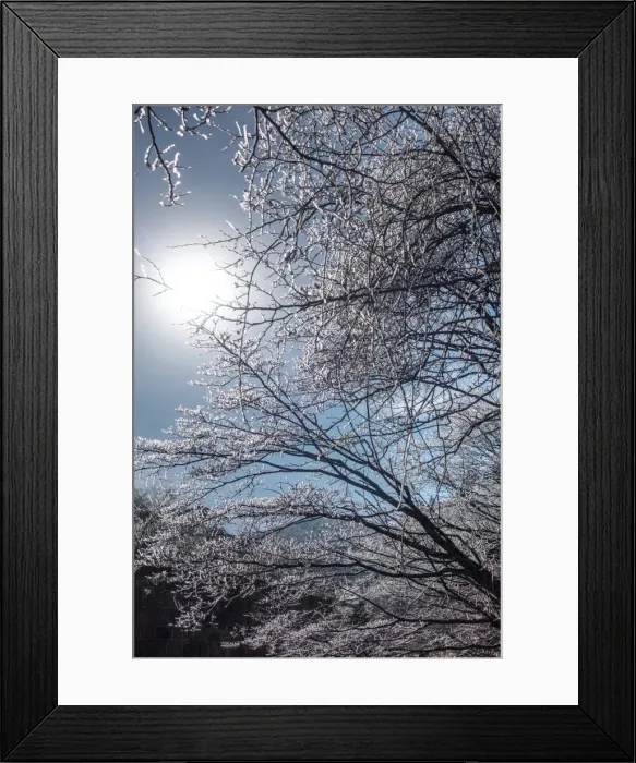 Framed Print : frozen pine, Mt. huangshan, Anhui, China
