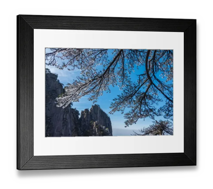 Framed Print : frozen pine, Mt. huangshan, Anhui, China Framed Print : frozen pine, Mt. huangshan, Anhui, China