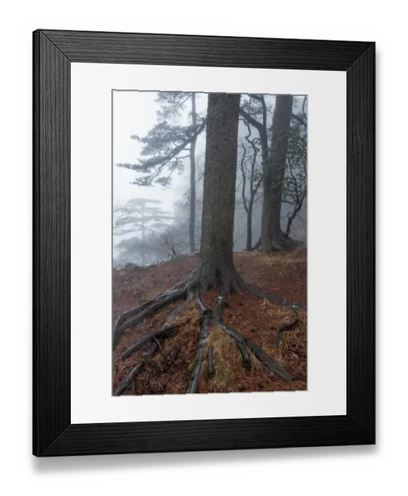 Framed Print : dragon claw pine. Huangshan (Yellow Mountains), Eastern China Framed Print : dragon claw pine. Huangshan (Yellow Mountains), Eastern China