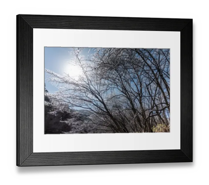 Framed Print : frozen pine, Mt. huangshan, Anhui, China Framed Print : frozen pine, Mt. huangshan, Anhui, China