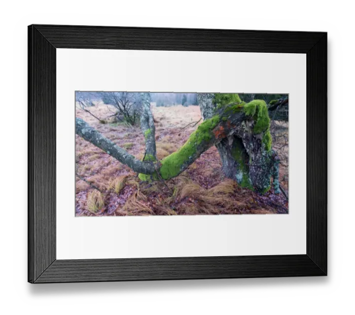 Framed Print : Group of bare birch trees on a meadow, rainy day Framed Print : Group of bare birch trees on a meadow, rainy day