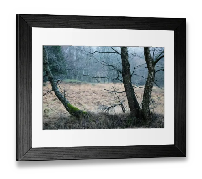 Framed Print : Misty landscape with gnarled birch trees on a meadow Framed Print : Misty landscape with gnarled birch trees on a meadow