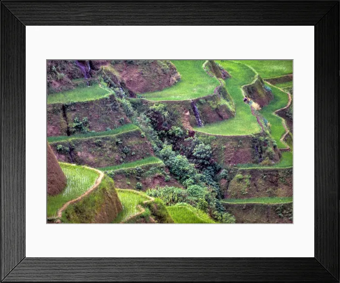 Framed Print : Banaue Rice Terraces Framed Print : Banaue Rice Terraces