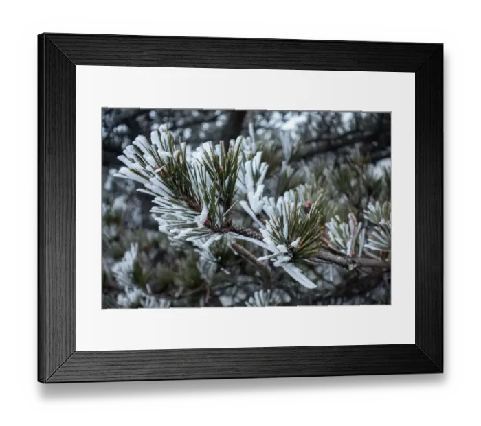 Framed Print : frozen pine, Mt. huangshan, Anhui, China Framed Print : frozen pine, Mt. huangshan, Anhui, China
