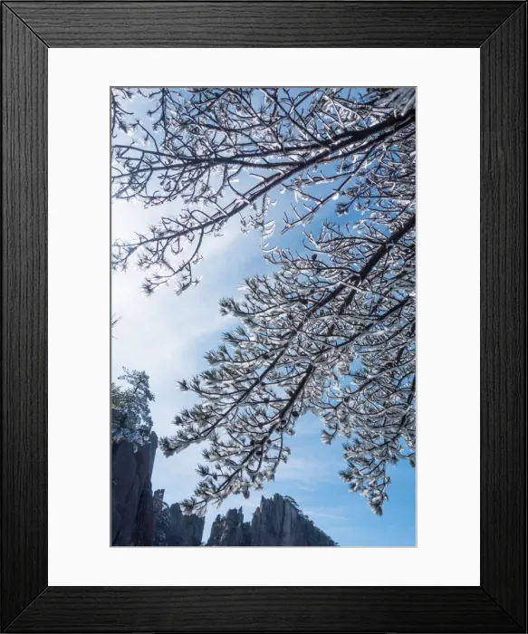 Framed Print : frozen pine, Mt. huangshan, Anhui, China Framed Print : frozen pine, Mt. huangshan, Anhui, China