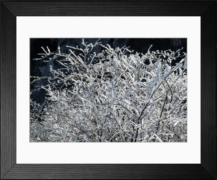 Framed Print : frozen pine, Mt. huangshan, Anhui, China Framed Print : frozen pine, Mt. huangshan, Anhui, China