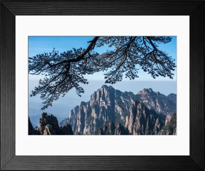 Framed Print : frozen pine, Mt. huangshan, Anhui, China Framed Print : frozen pine, Mt. huangshan, Anhui, China
